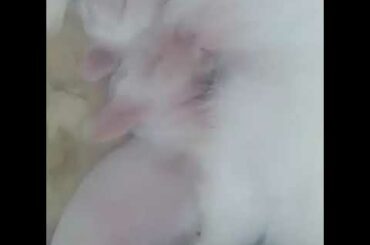 A mother rabbit feeding their cute kits / bachoo ko doodh pilati maada khargosh😘