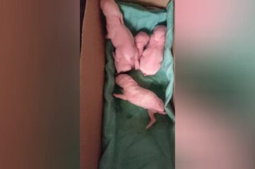Cute new born bunny babies