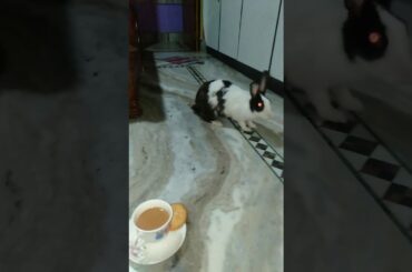 My cute bunny Strawberry 🐇❤️