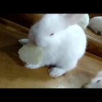 Adorable Baby Bunnies Eating Lettuce