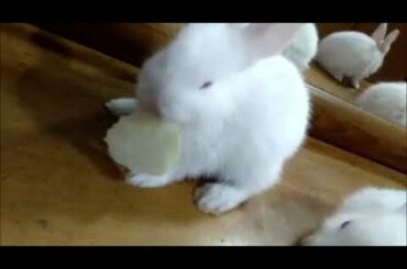 Adorable Baby Bunnies Eating Lettuce