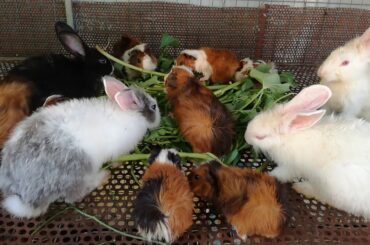Cute Baby Rabbits Eating Vegetables / Cute Rabbits / Baby Animal Video Compilation 2020 / Rabbit