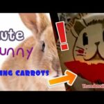 cute bunny craft ,eating carrot.
