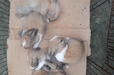 The baby rabbit is sleeping like a drunk.