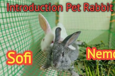 Introducing  Sofi and Nemo Pet Rabbit#rabbits #bunnies#cute
