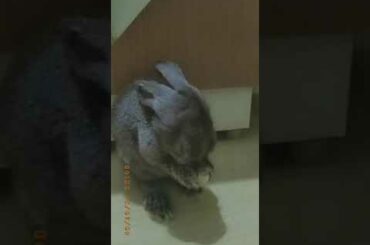 #selfcare #ears #cute #bunnies Cute bunnies 😍♥️