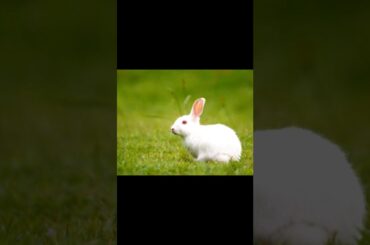 Cute baby rabbits