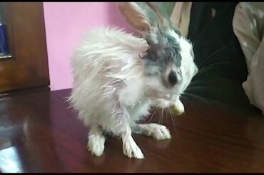 Baby Bunny Cleaning Itself