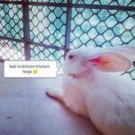 cutest rabbit video in quarantine day