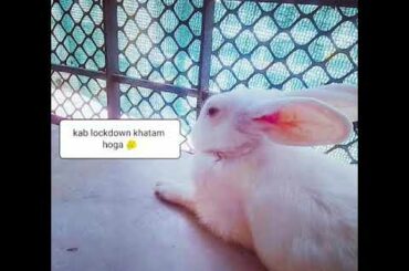 cutest rabbit video in quarantine day