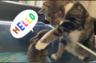 Introducing our cute baby bunnies to our cat