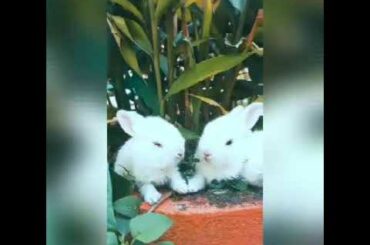 Cute Rabbit (खरगोश) Video