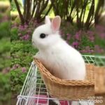 Cute rabbit and puppy video😊whatsapp beautiful status😍lovely animals video..😙cute dogs and rabbit