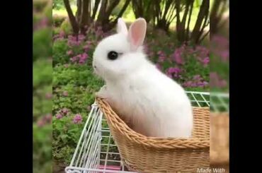 Cute rabbit and puppy video😊whatsapp beautiful status😍lovely animals video..😙cute dogs and rabbit