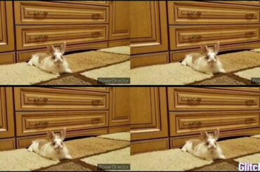 Debut of my cute rabbit! (English version)