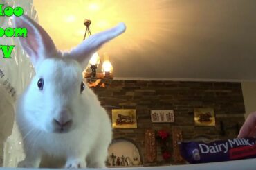 Little White our mascot smells #Rabbit plays with candies 59