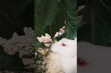 Rabbit Eating Leaf ||খড়গোশ এর পাতা খাওয়া || cute animal