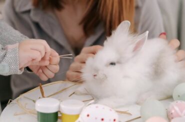 Best Moments: Cute animals Videos Compilation cute moment of the animals - Cutest Animals #1