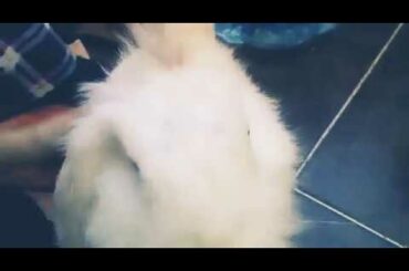 Rabbit ASMR #CuteRabbit #Rabbit #ASMR #RabbitASMR