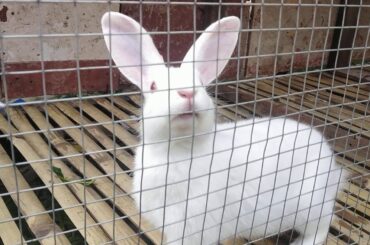 My baby rabbit🐇 so cute 😍😘 they all are girls..