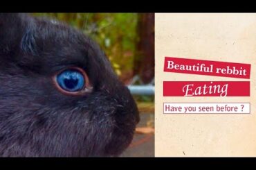 Cute Rabbit eating apple amazing