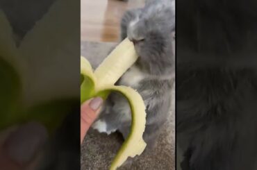 Funny Baby Bunny Rabbit Videos