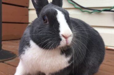 Cute Bunny Spends Some Time Outside
