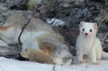 Cute But Deadly Weasel | Animal Attacks | Love Nature