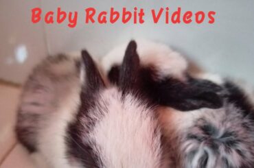 MY FUNNY BUNNY VIDEOS || BABY RABBIT || VATS VLOGS