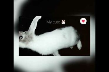 My cute bunny❤