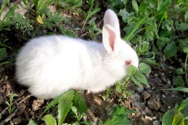 Cute baby rabbit eating