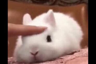 The cutest baby bunny