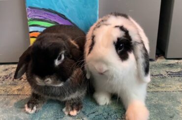 The 3 Cute Bunnies Part 3