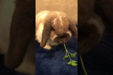 Cute bunny eating parsley