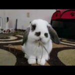 Cute Baby Rabbit eating Noodles! - Hay - MUST WATCH! 😋🐰🐇