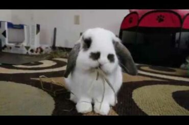 Cute Baby Rabbit eating Noodles! - Hay - MUST WATCH! 😋🐰🐇