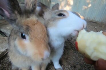 Rabbits eating apple | bunny cute