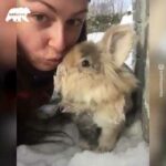 A cute bunny who loves snow so adorable must watch video