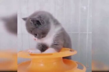 Cute Cats | Funny Cats | Bunny Funny.