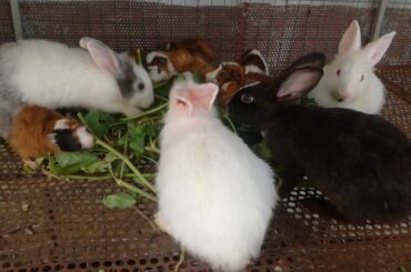 Rabbit Eating Vegetables / Funny Baby Rabbit Videos / Cute Baby Rabbits / Funny Bunny Baby Videos