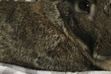 Cute Bunny Playing With His Toy’s CHECK DESCRIPTION