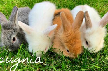 Meet our baby bunnies❤️ / Cute Small Bunny / PUGNIA #17