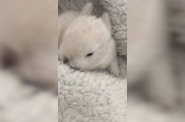 Cute baby’s bunnies