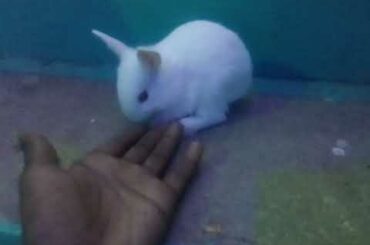 CUTE BABY RABBIT