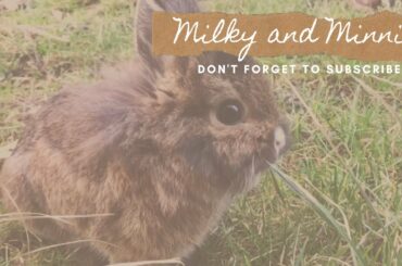 Minnie the Cute Lionhead Bunny Eating Grass