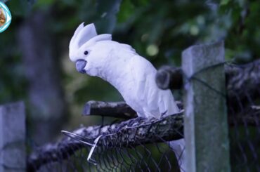 Cute Parrot And Funny Parrot Videos-Compilation ||NEW HD