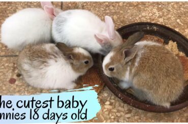 The cutest baby bunnies 18 days old Funny Baby Bunny Rabbit Videos - Baby Animal Video Compilation