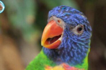 Cute Parrot And Funny Parrot Videos