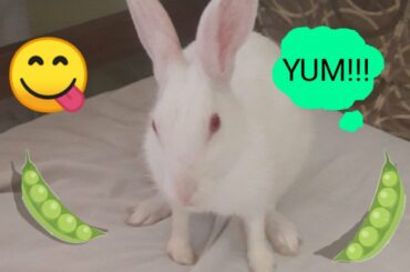 Rabbit Eats Peas | Cute Video Of Rabbit | Rabbit Video |