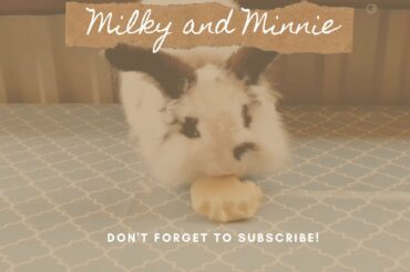 Milky the Cute Bunny Eating a Yummy Apple